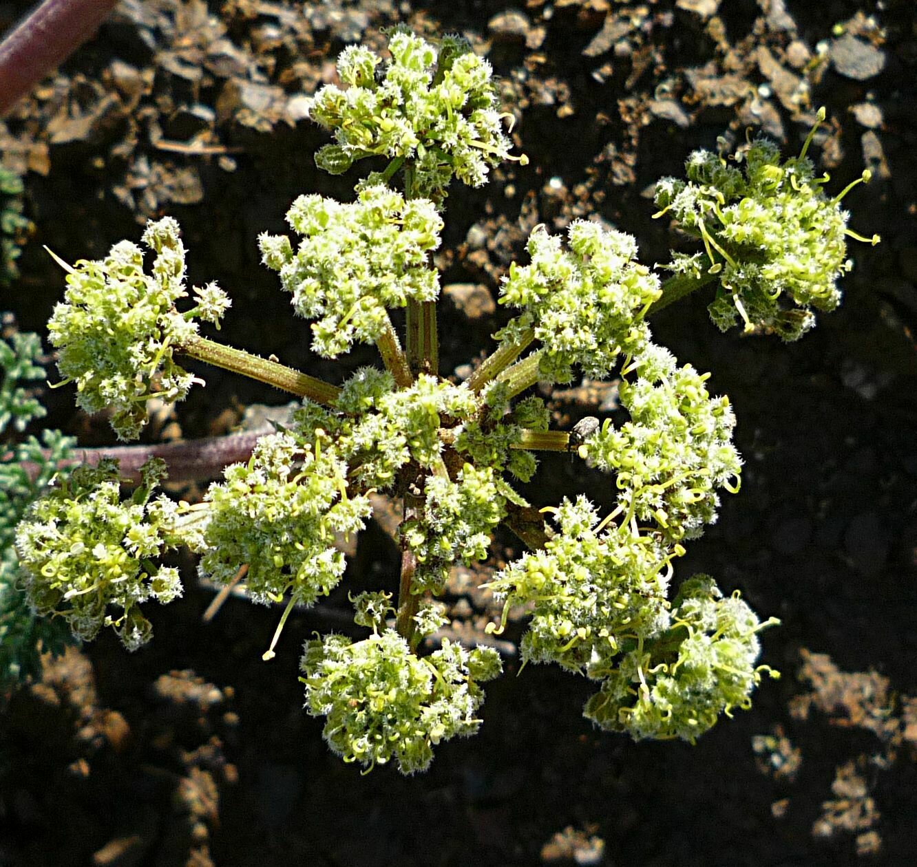 High Resolution Lomatium dasycarpum Flower